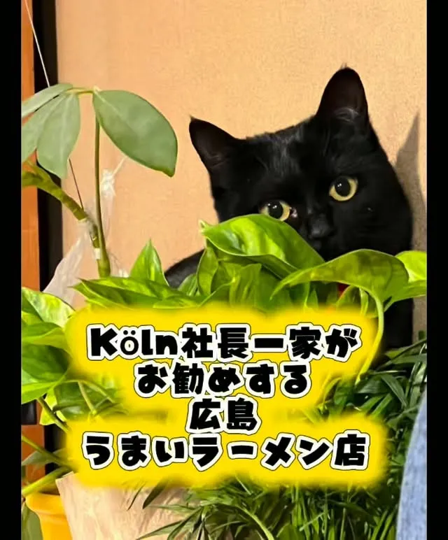 Köln社長一家がお勧めする